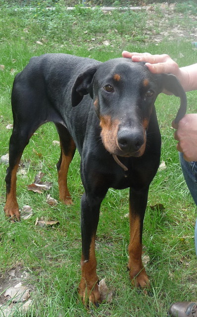 Dobermannhündin Bonnie