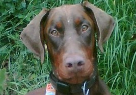 Dobermannrüde Paddington