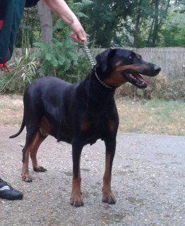 Dobermannhüdin LIZA