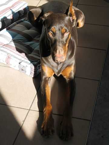 Dobermannhündin ALICE