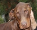 Dobermannrüde Ben