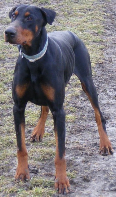 Dobermann-Rüde Bruno