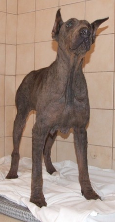 Dobermannhündin Cassy