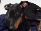 Dobermannhündin Clara