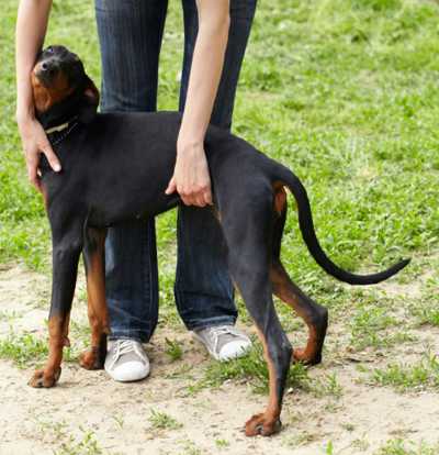 Dobermannhündin Clara