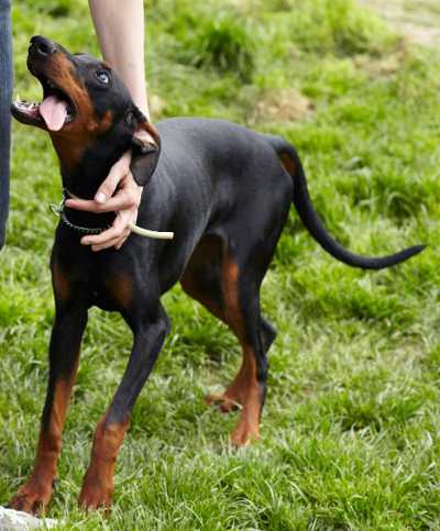 Dobermannhündin Clara