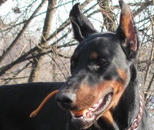 Dobermann-Rüde Cortez