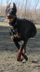 Dobermann-Rüde Cortez