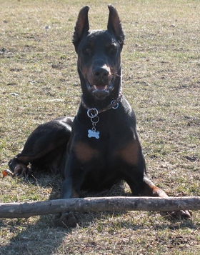 Dobermann-Rüde Cortez