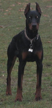 Dobermann-Rüde Cortez