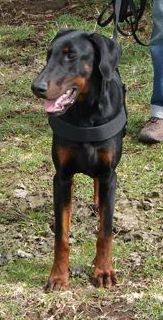 Dobermannrüde Elvis