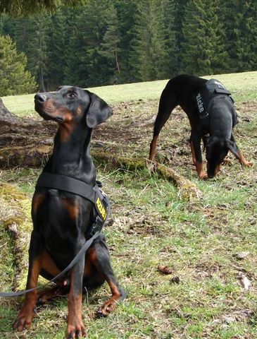 Dobermannrüde Elvis