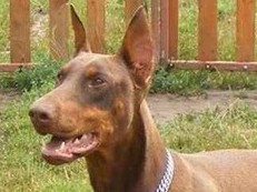 Dobermannhündin Deborah