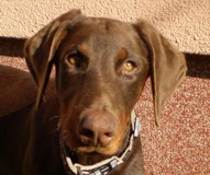 Dobermannrüde Falco