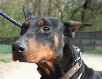 Dobermannhündin Fortuna