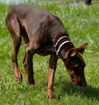 Dobermannrüde Gil