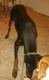 Dobermannhündin Gloria