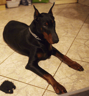 Dobermannhündin Gloria