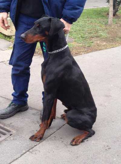 Dobermannrüde GUCCI