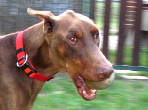 Dobermannrüde Guido