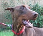 Dobermannrüde Guido