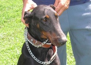 Dobermannrüde Higgins