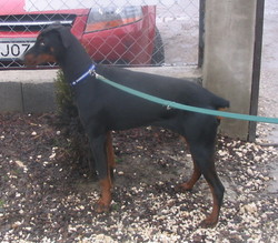 Dobermannhündin Jazzy