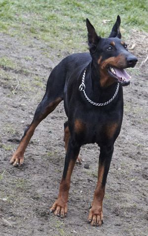 Dobermann-Hündin Izabella