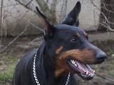 Dobermann-Hündin Izabella