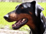 Dobermannhündin Jenny