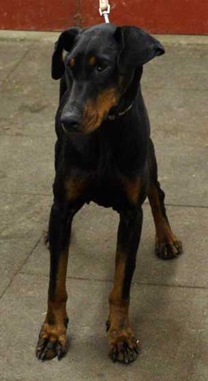 Dobermannhündin LIV