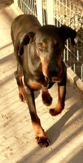 Dobermannhündin LIV