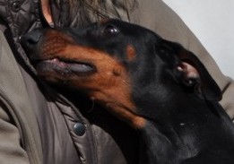 Dobermannhündin Livia