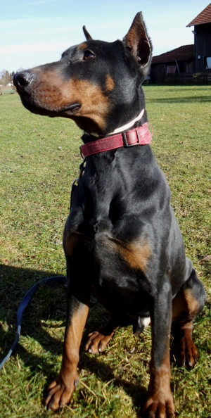 Dobermann-Rüde Lorenzo