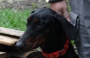 Dobermannhündin Minnie