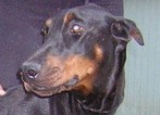 Dobermannhündin Myra