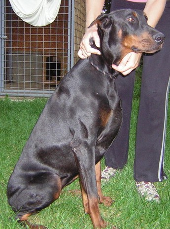 Dobermannhündin Myra