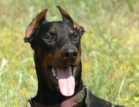 Dobermannrüde Oscar