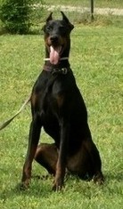 Dobermannrüde Oscar