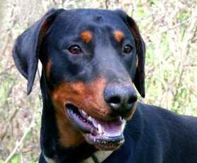 Dobermannrüde OSKAR