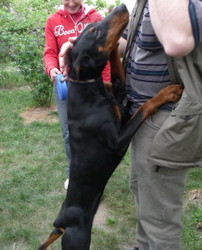 Dobermannhündin Bella