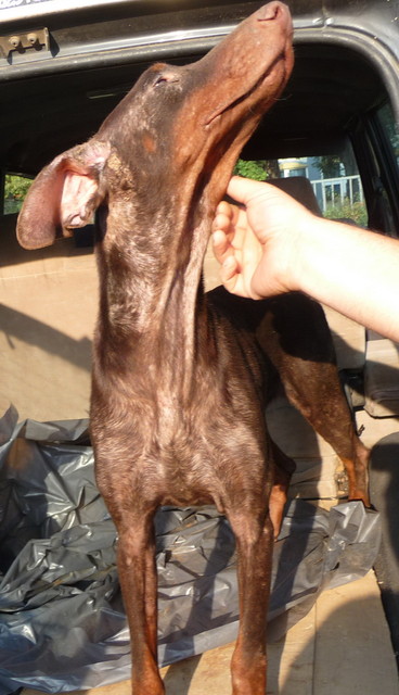 Dobermannrüde Clyde