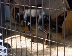 Dobermannrüde Orlando