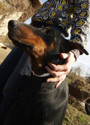 Dobermannhündin Ronja