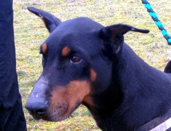 Dobermannhündin Ronja