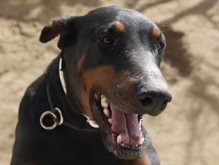 Dobermannhündin Ronja