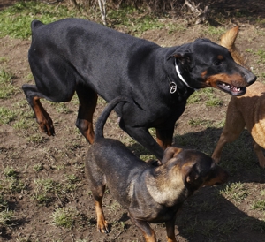 Dobermannhündin Ronja