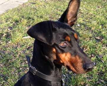 Dobermannhündin SALLY