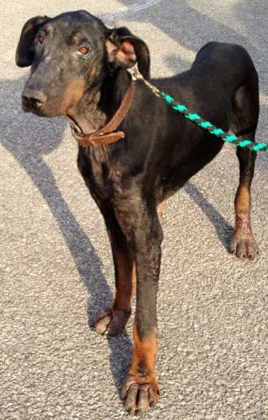 Dobermann-Hündin Stella