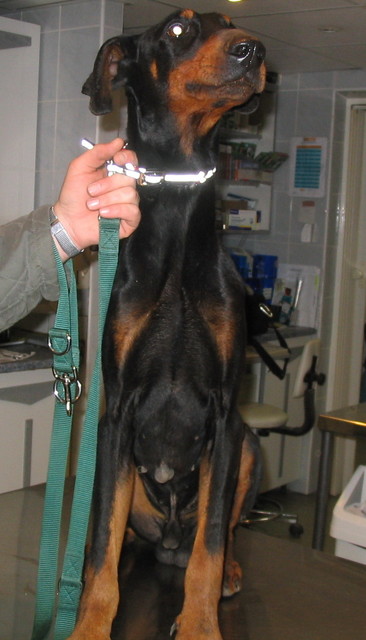 Dobermannrüde Tristan